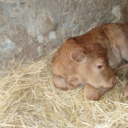 Agriturismo Il Crinale Castorano エクステリア 写真