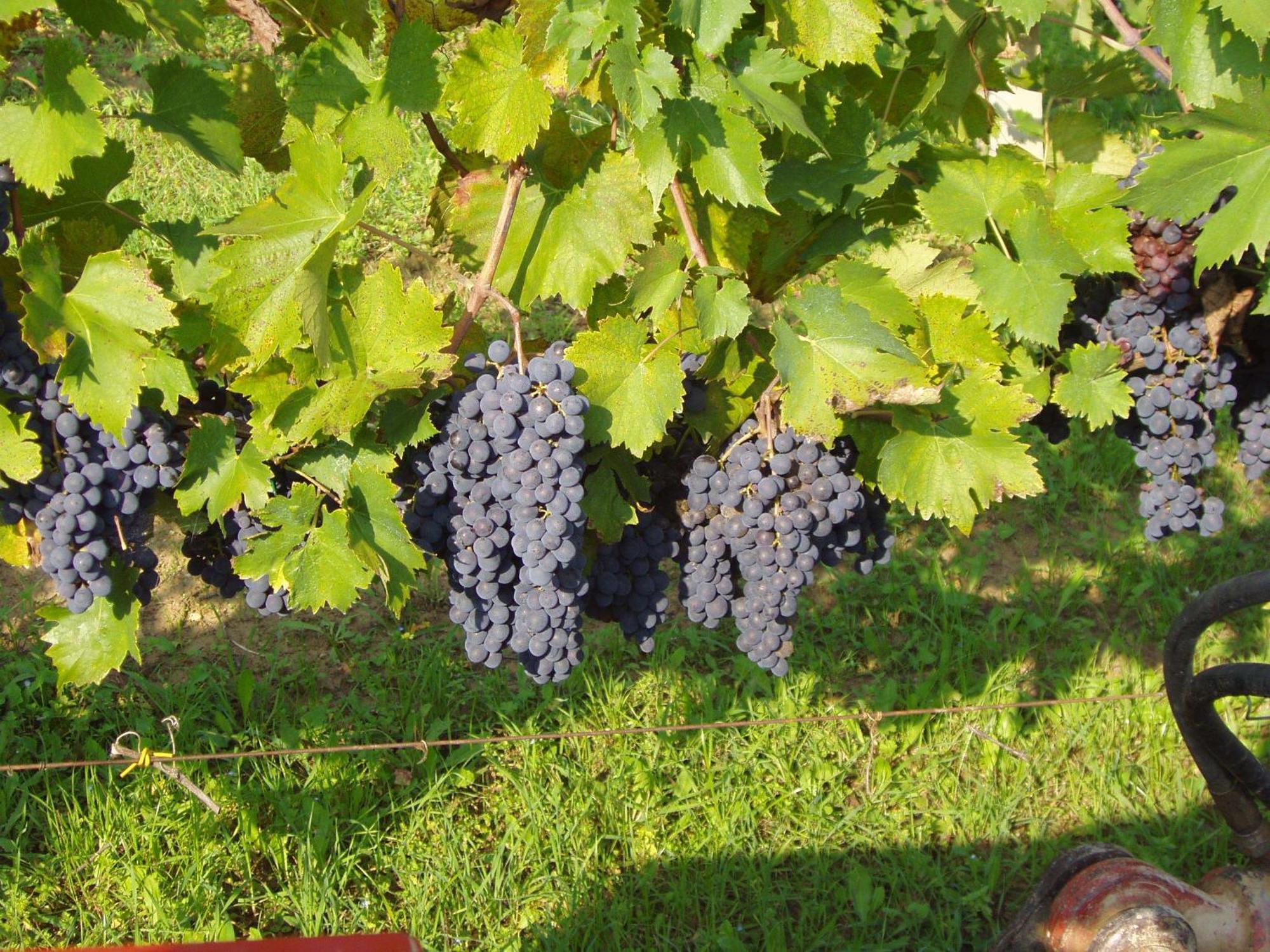 Agriturismo Il Crinale Castorano エクステリア 写真
